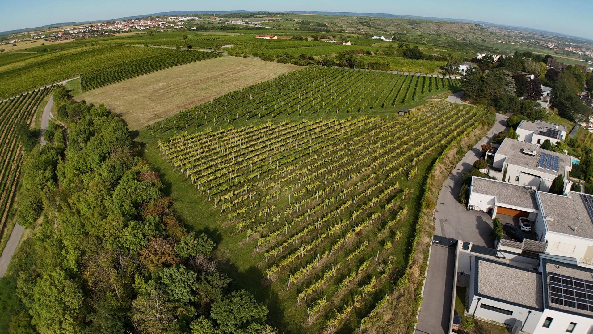 Luftaufnahme von Weinbergen, Feldern und modernen Häusern mit Solaranlagen auf den Dächern.