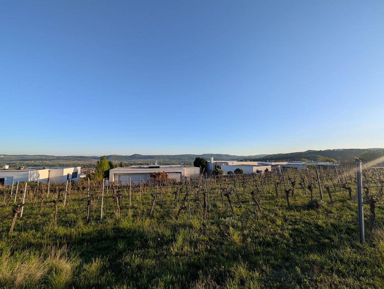 Weinberge im Vordergrund mit modernen Häusern in der Ferne unter einem klaren blauen Himmel.