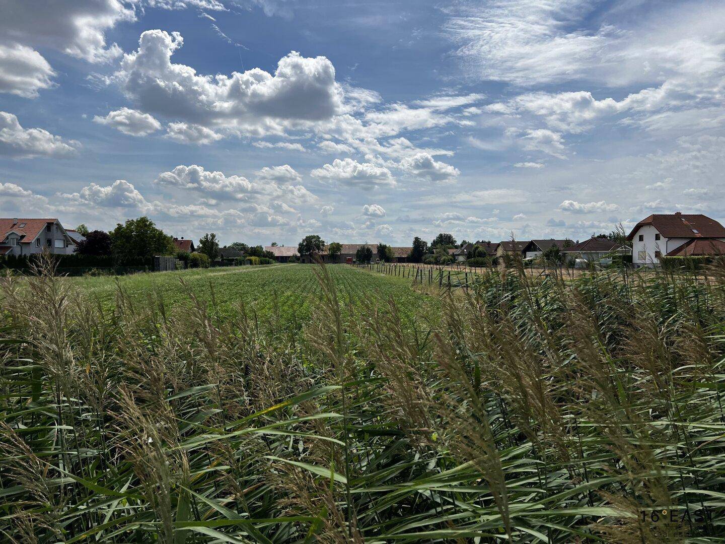 Weitläufiges Schilffeld im Vordergrund mit Häusern und einem bewölkten Himmel im Hintergrund.