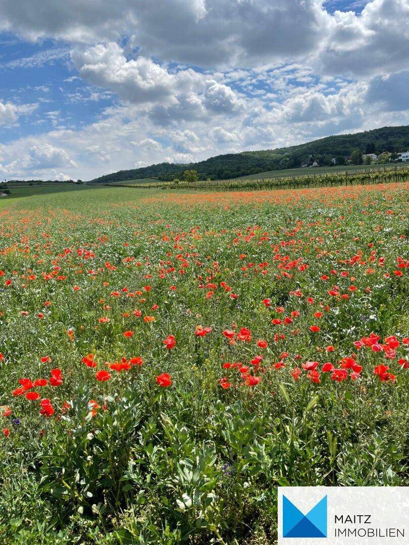 Weites Feld mit leuchtend roten Mohnblumen und grünen Hügeln im Hintergrund.