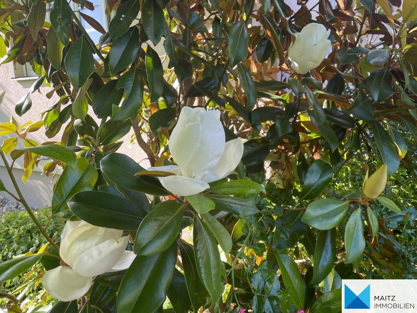 Nahaufnahme von weißen Magnolienblüten an einem Baum im Garten.