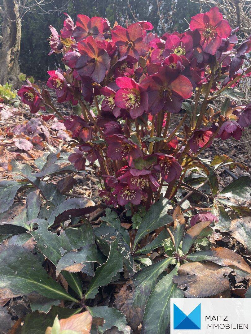 Nahaufnahme von dunkelroten Blüten in einem Blumenbeet im Garten.