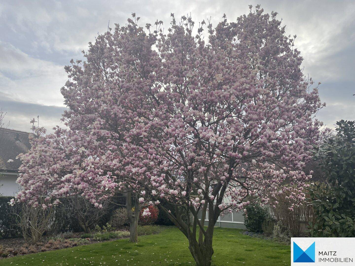 Blühender Magnolienbaum im Garten unter einem bewölkten Himmel.