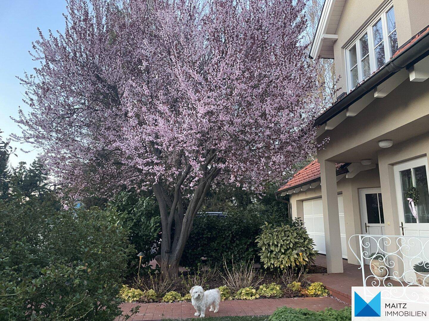 Der Hauseingang mit blühendem Baum und gepflegter Bepflanzung.