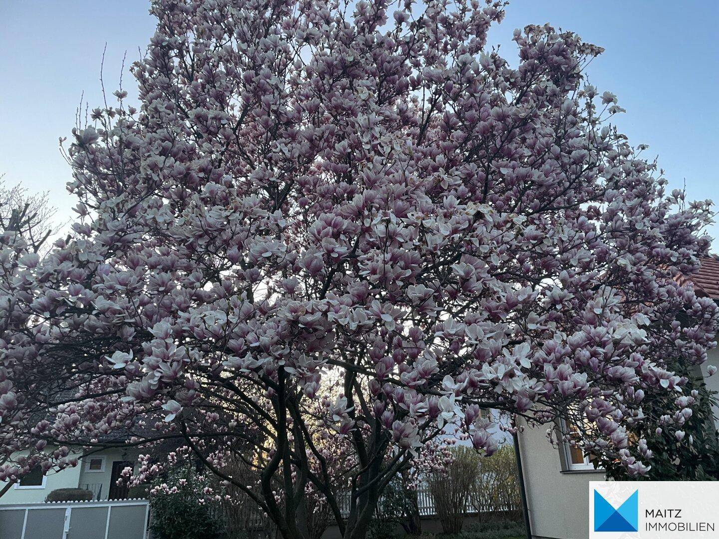 Nahaufnahme von zahlreichen rosa Magnolienblüten an einem Baum im Sonnenlicht.