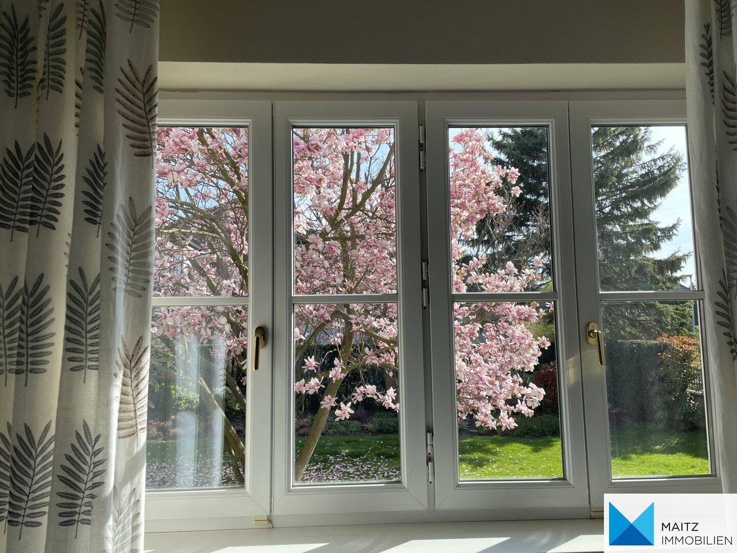 Blick aus dem Fenster auf einen blühenden Magnolienbaum im Garten.