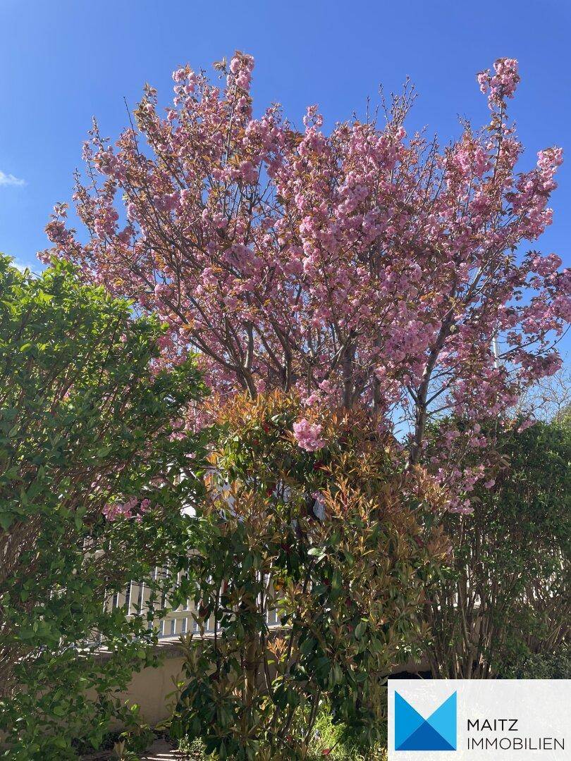 Ein Baum mit leuchtend rosa Blüten unter blauem Himmel.