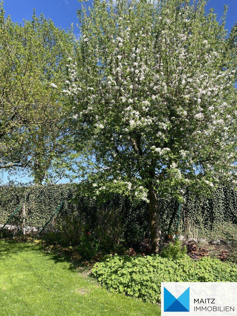 Ein Baum mit weißen Blüten in einem grünen Garten.
