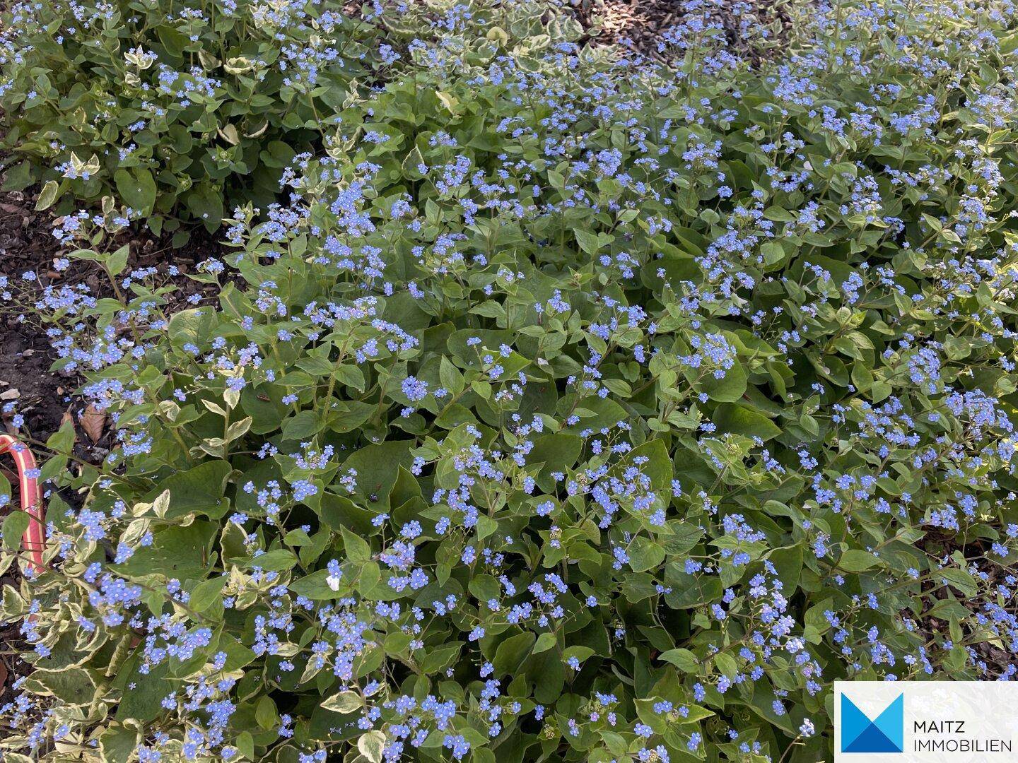 Nahaufnahme von kleinen blauen Blüten in einem Blumenbeet.