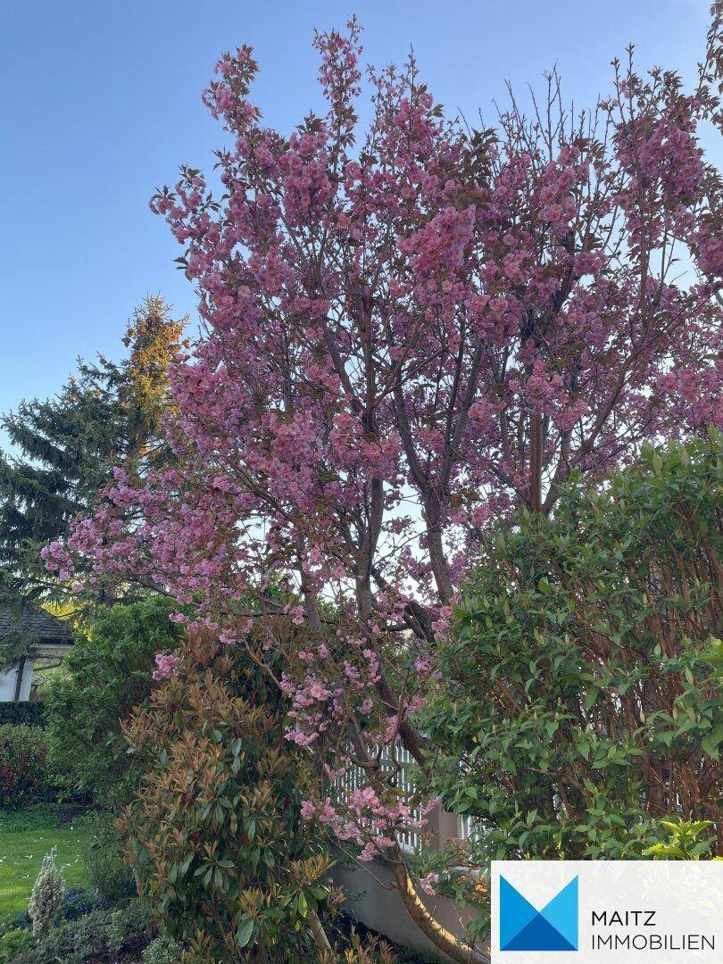 Ein Baum mit zahlreichen rosa Blüten im Garten.