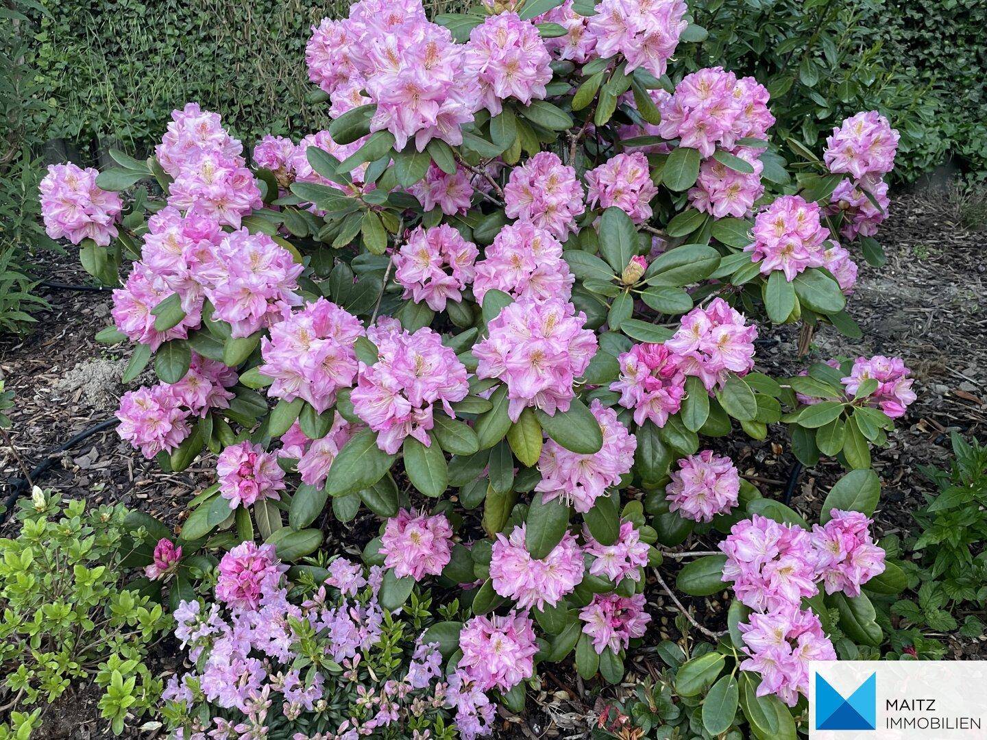 Leuchtend rosa Rhododendronblüten in voller Pracht.