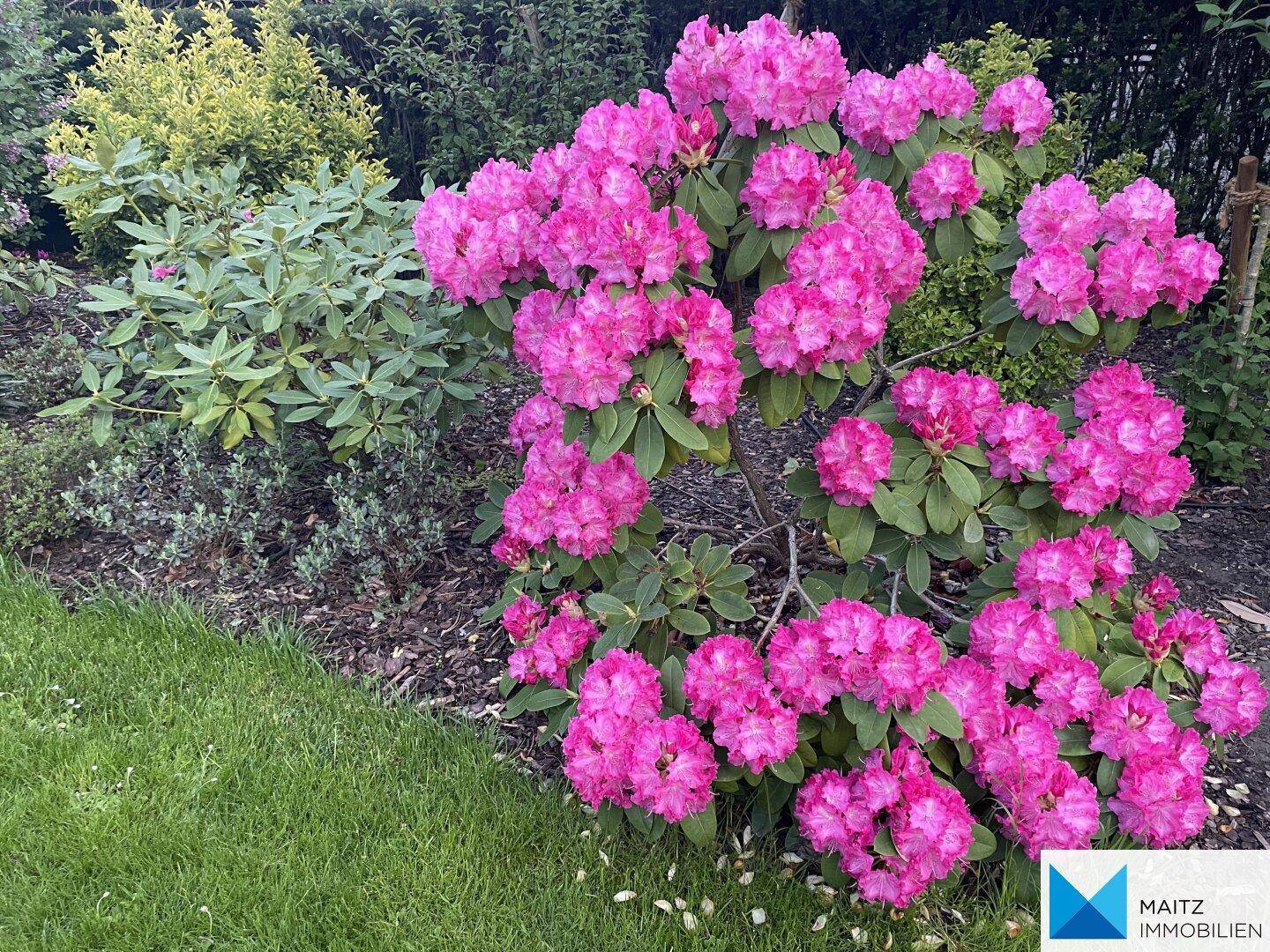 Kräftig pinkfarbene Rhododendronblüten im Garten.