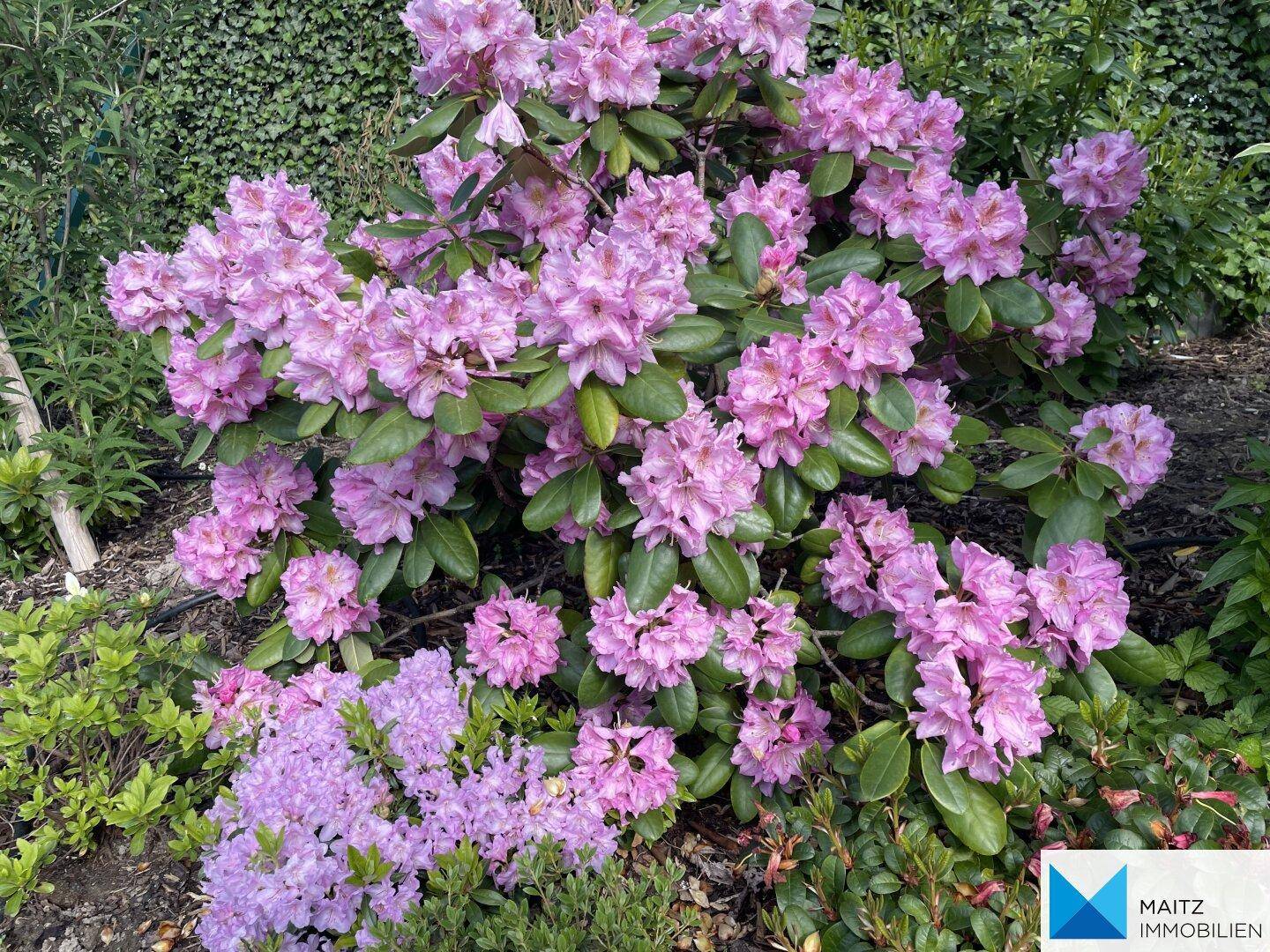 Zartrosa Rhododendronblüten in einem Blumenbeet.