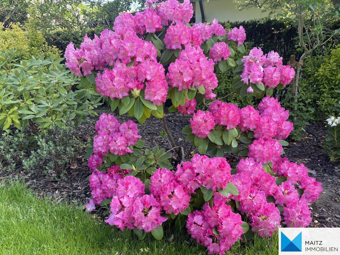 Leuchtend pinkfarbene Rhododendronblüten im Garten.