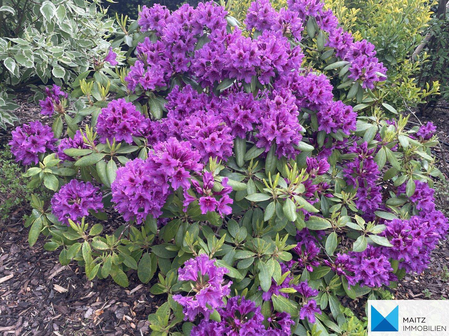 Kräftig violette Rhododendronblüten in einem Blumenbeet.