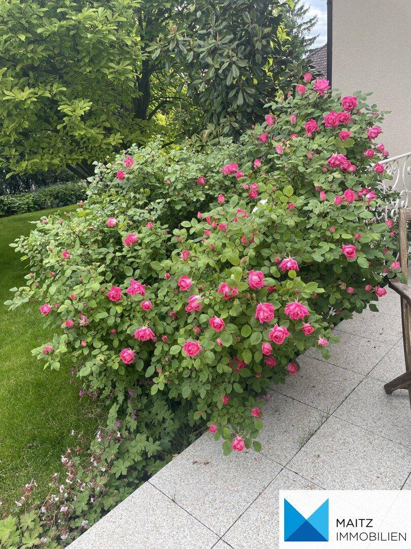 Üppiger Rosenbusch mit pinkfarbenen Blüten neben einer Terrasse.
