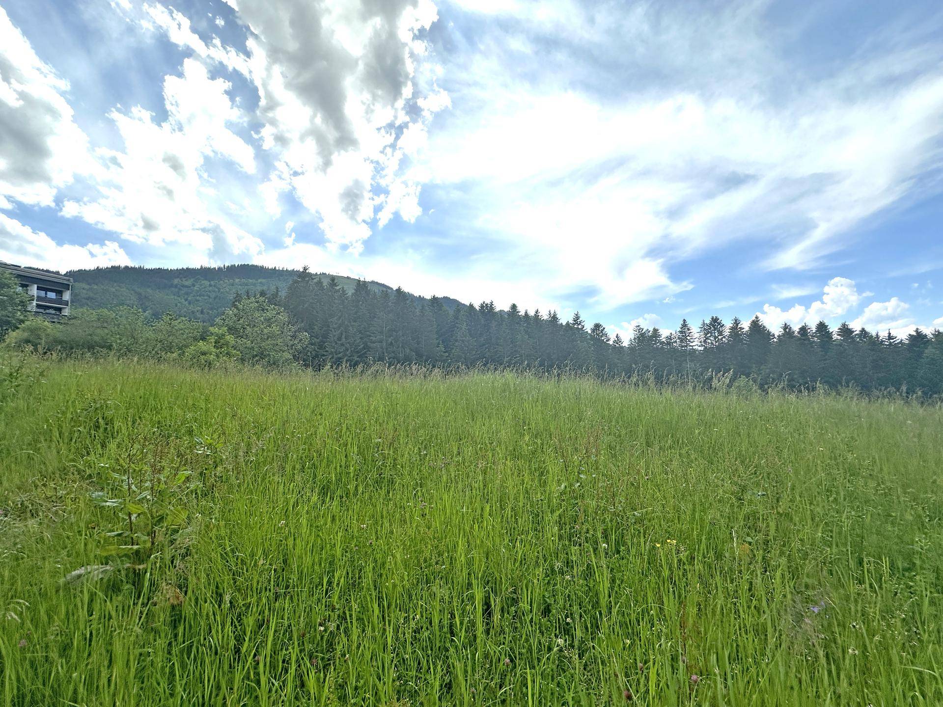 Weitläufige grüne Wiese mit Waldrand und einem Gebäude im Hintergrund unter bewölktem Himmel.