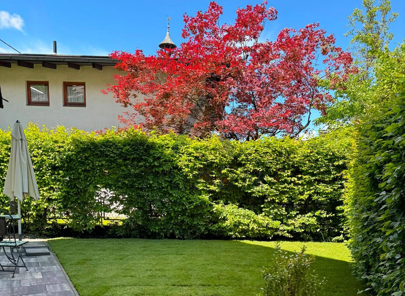 Gepflegter Gartenbereich mit Rasenfläche, hohen Hecken und einem auffälligen roten Baum.