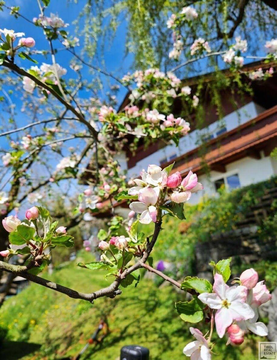 Blühende Obstbäume im Frühling mit einem traditionellen Haus im Hintergrund, unter blauem Himmel.