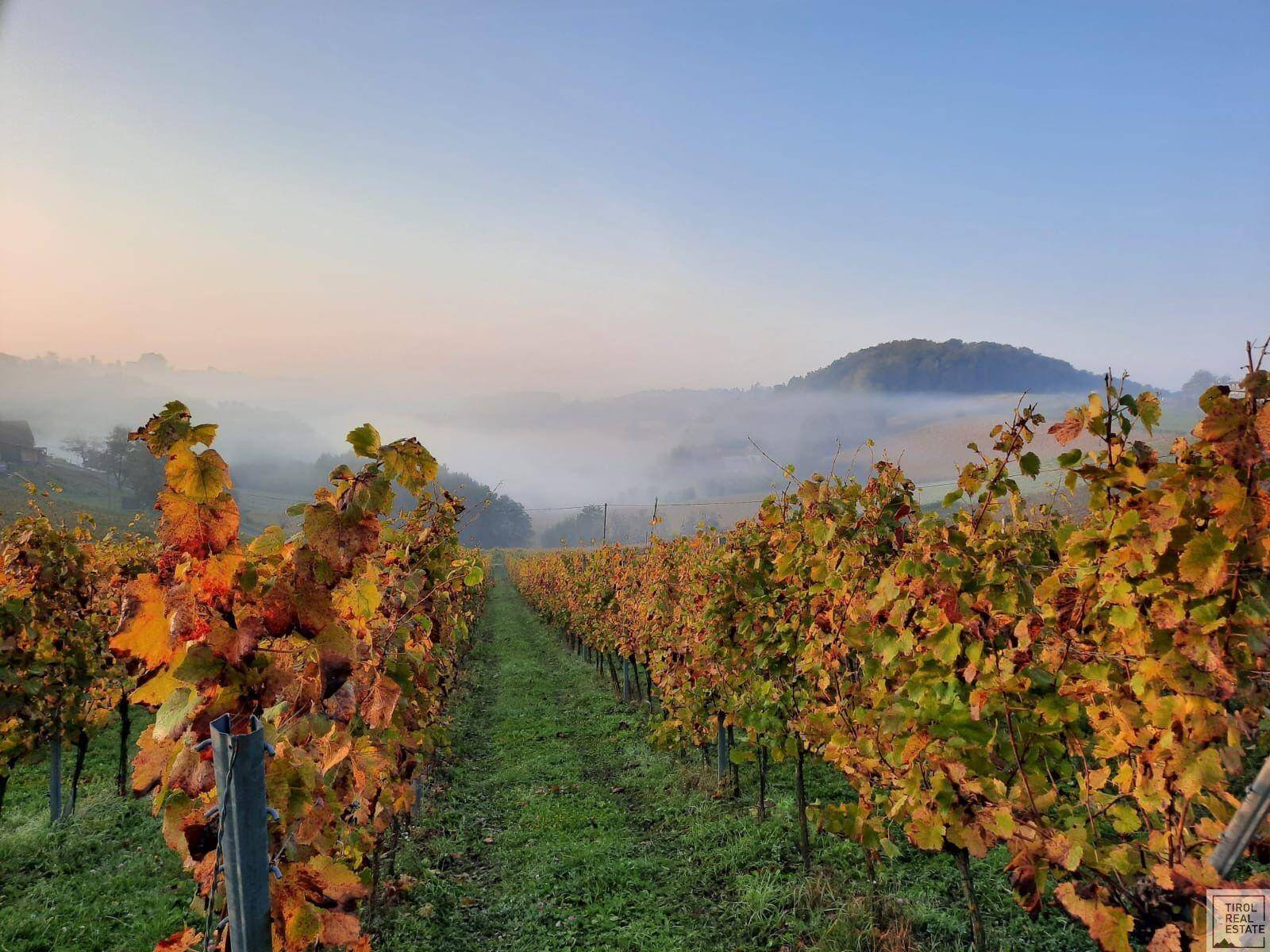 Herbstlicher Weinberg in der Morgendämmerung mit nebliger Landschaft im Hintergrund, eine malerische Szene.