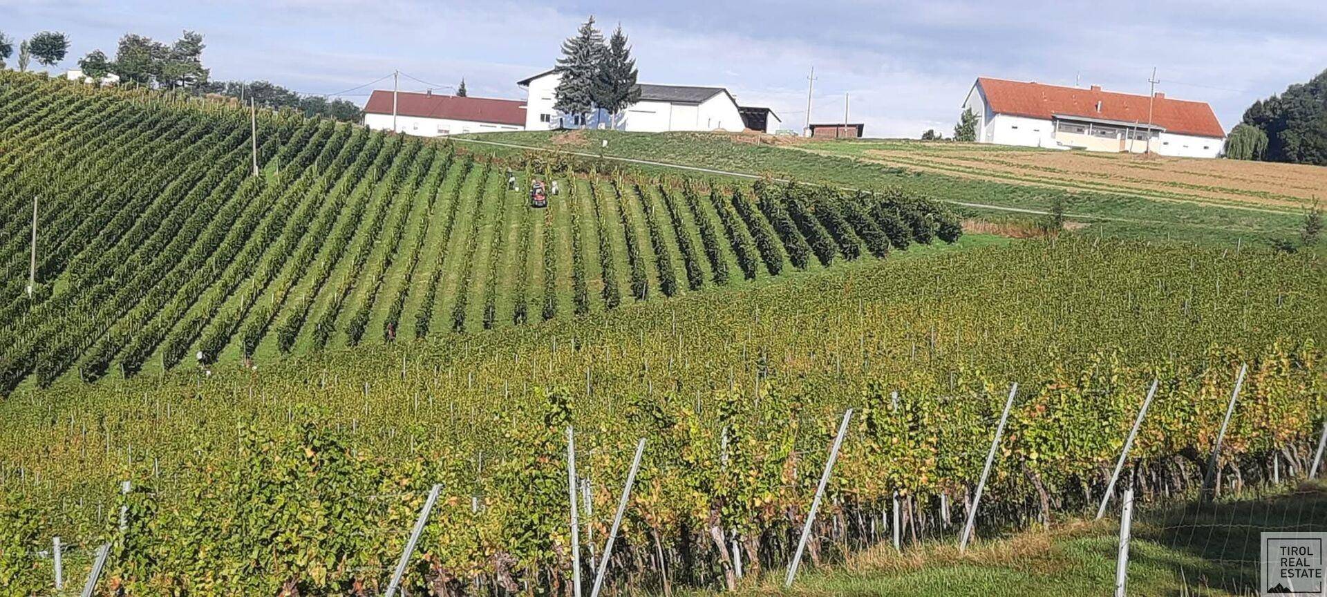 Ausgedehnte Weinberge auf sanften Hügeln mit Gebäuden in der Ferne unter blauem Himmel.