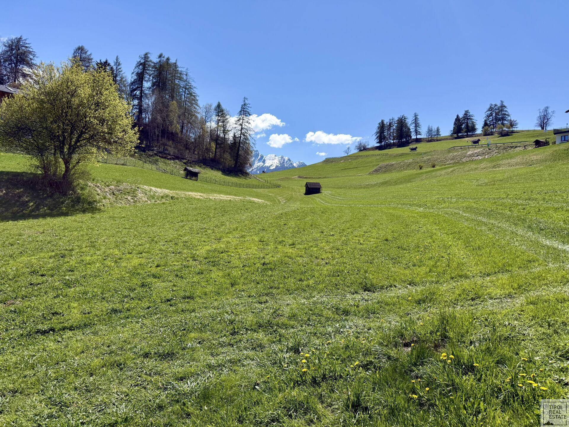 Weite grüne Hügellandschaft mit vereinzelten Bäumen und einem beeindruckenden Blick auf schneebedeckte Berge.