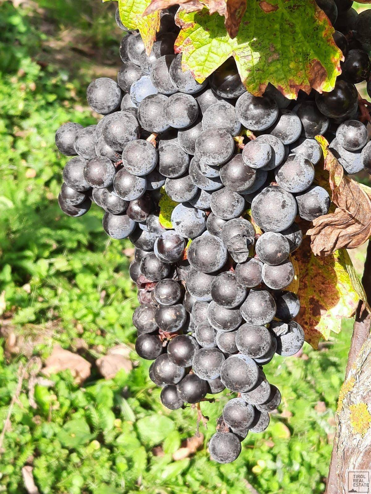 Weinrebe
