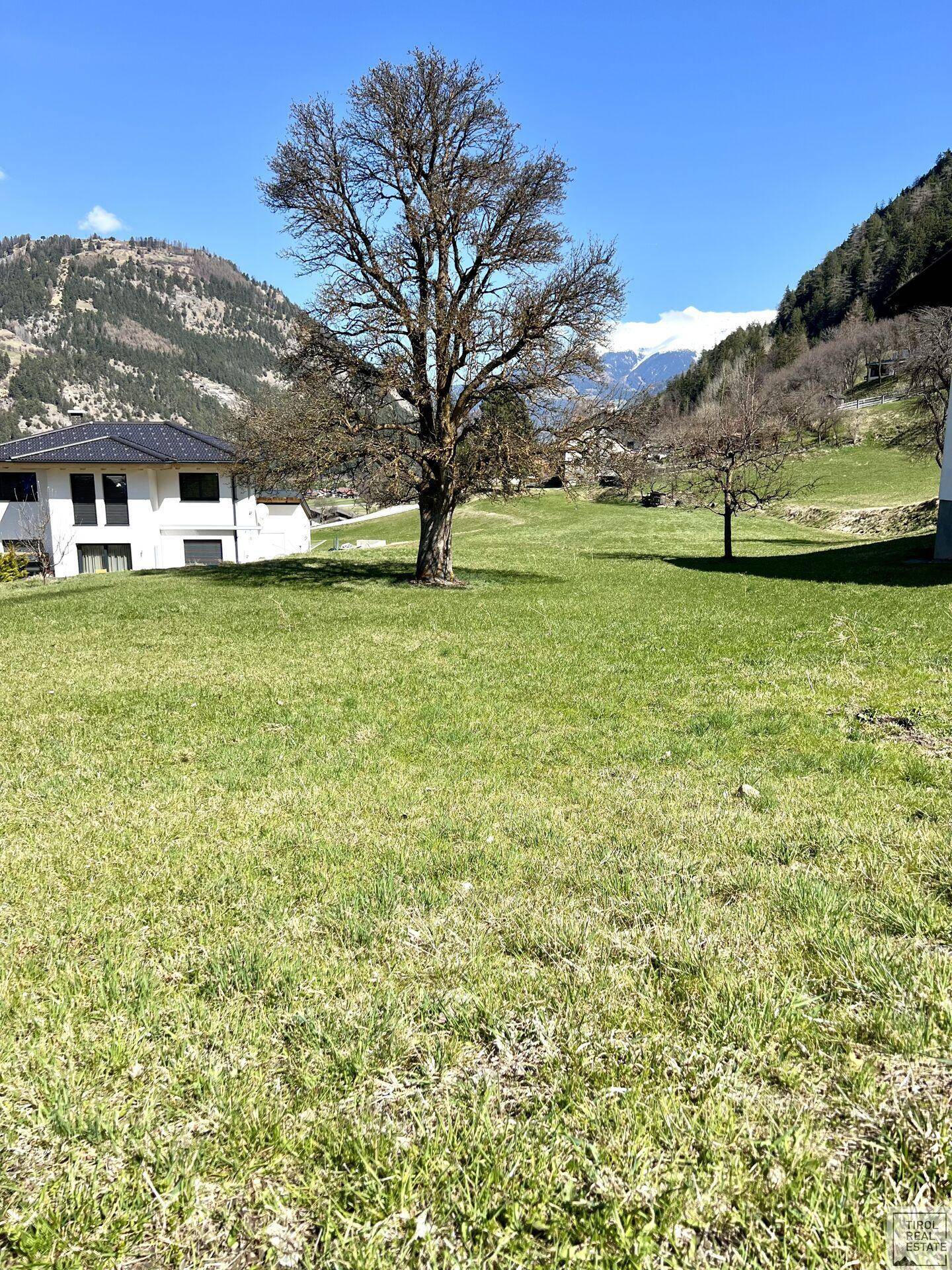 Sonnige Grünfläche mit einem großen Baum und Blick auf die umliegende Berglandschaft und Häuser.