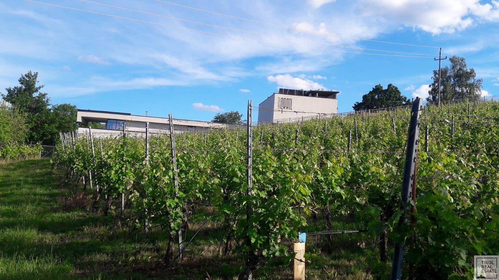 Modernes Gebäude inmitten eines Weinbergs unter blauem Himmel mit weißen Wolken.