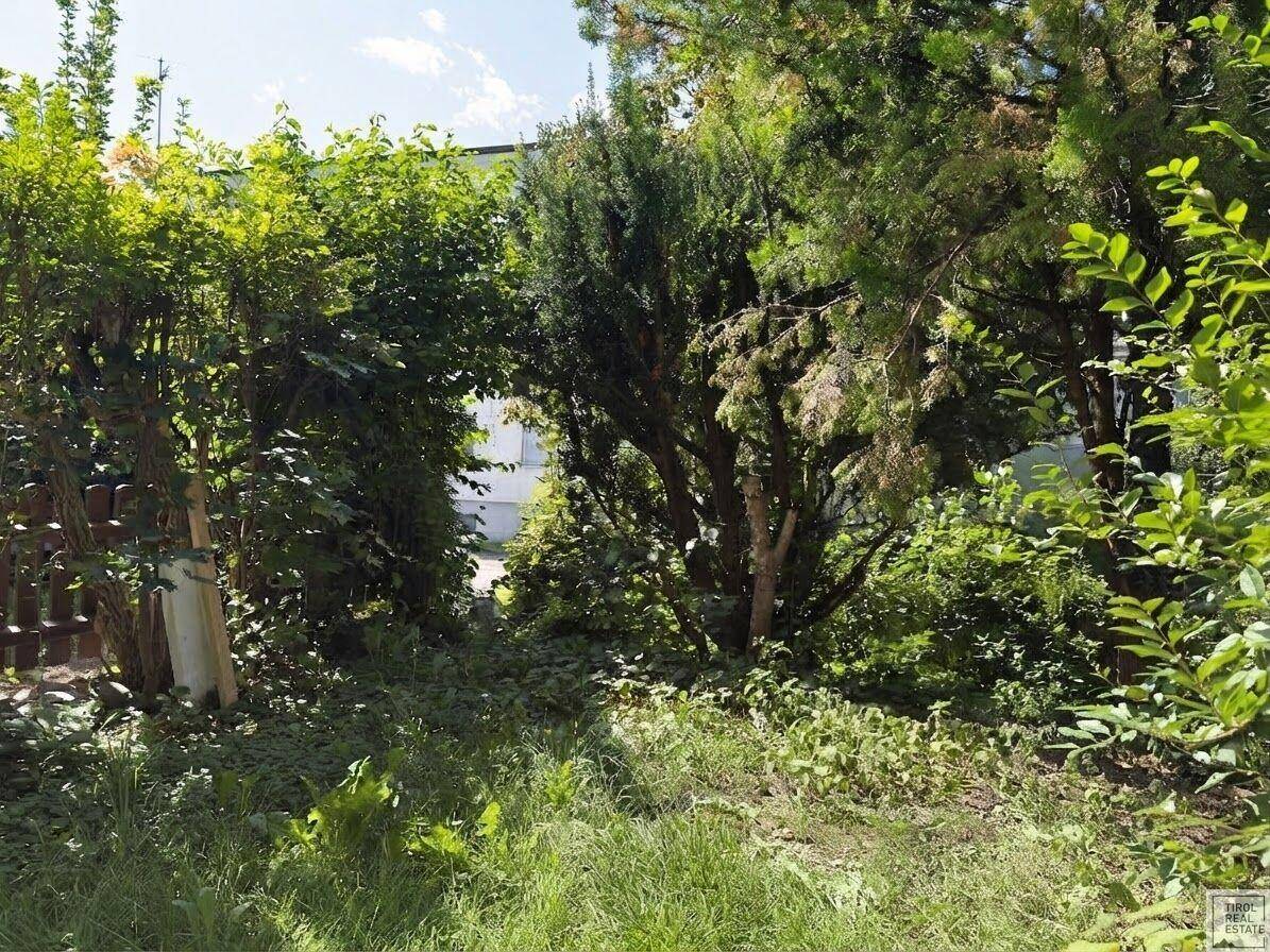 Naturbelassener Garten mit dichter Vegetation und hohen Bäumen, bietet viel Privatsphäre.