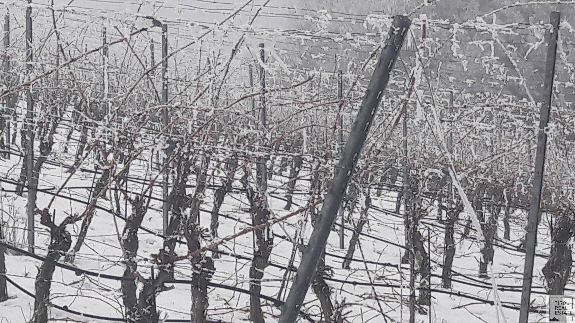 Winterliche Weinberge mit schneebedeckten Rebstöcken und kahlen Ästen.