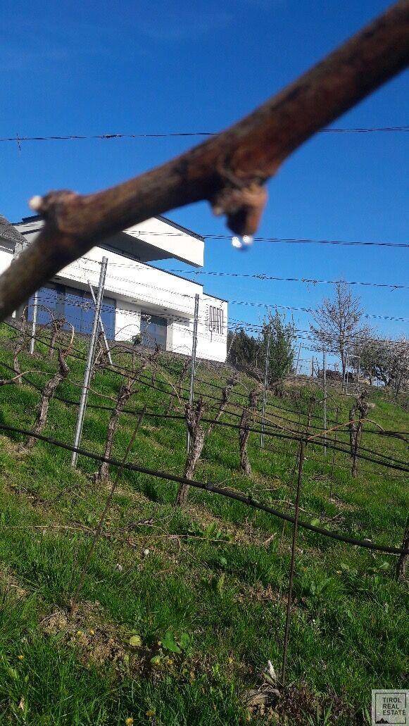 Weinberg mit jungen Reben und einem modernen Gebäude im Hintergrund unter blauem Himmel.