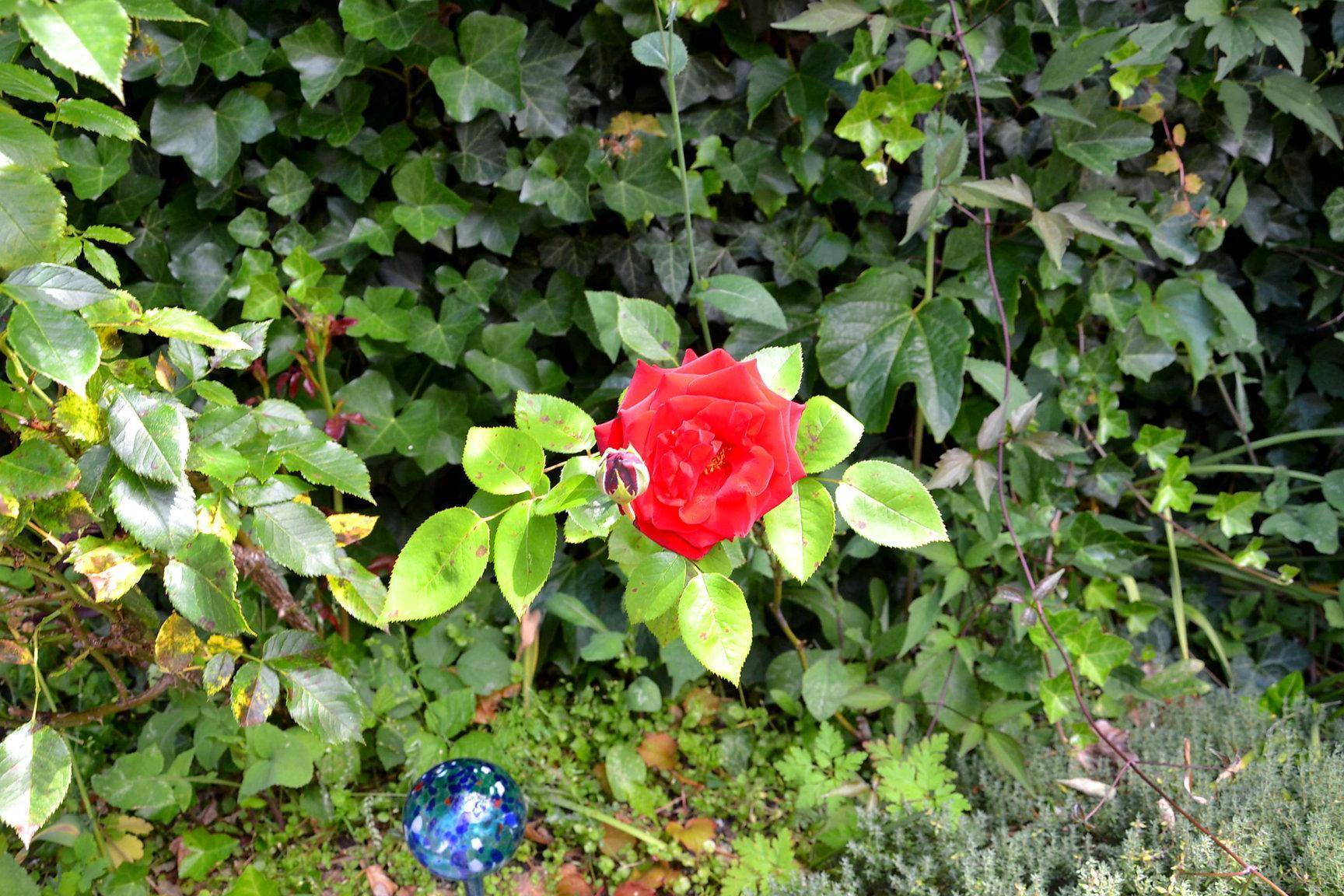 Nahaufnahme einer leuchtend roten Rose inmitten grüner Blätter im Garten.