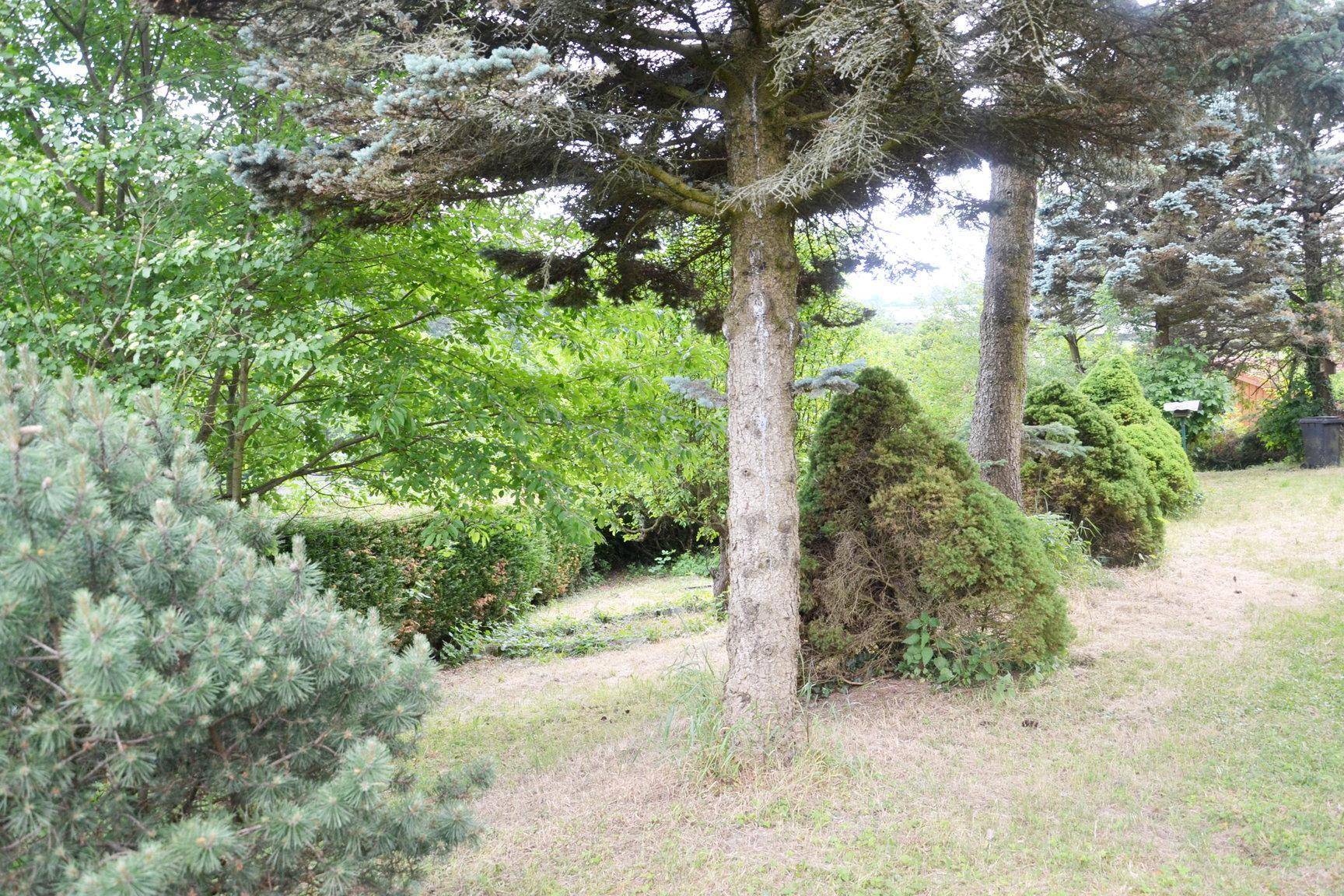 Naturbelassener Gartenbereich mit verschiedenen Bäumen und Sträuchern.