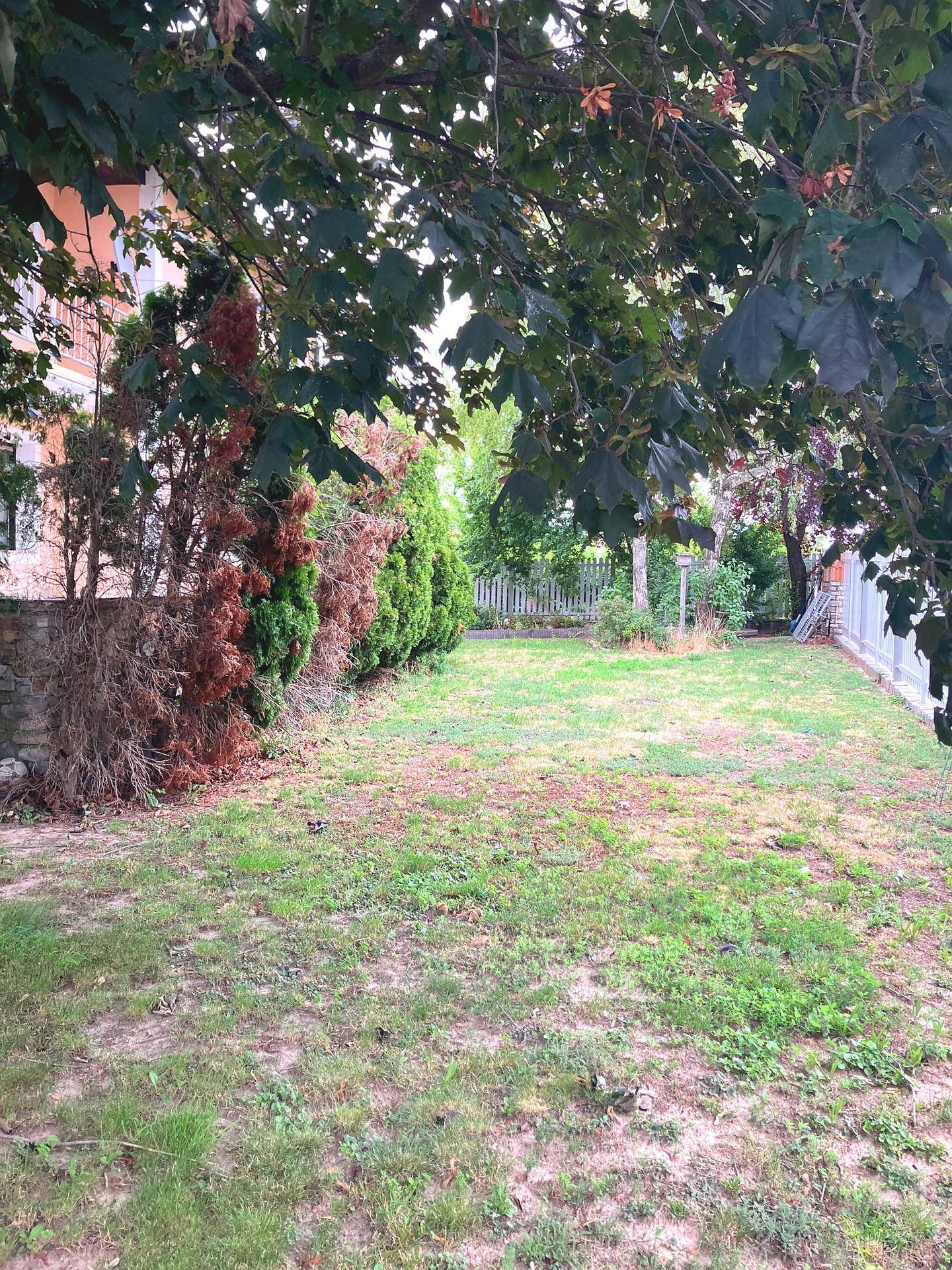 Weitläufiger Garten mit Rasenfläche, Bäumen und einer Hecke im Hintergrund.