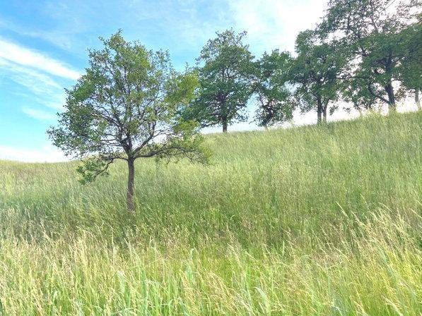 Grüne Wiese mit hohen Gräsern und einzelnen Bäumen unter einem blauen Himmel.