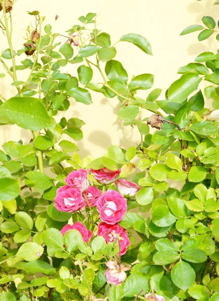 Nahaufnahme von leuchtend rosa Rosenblüten und grünen Blättern vor einer hellgelben Wand.