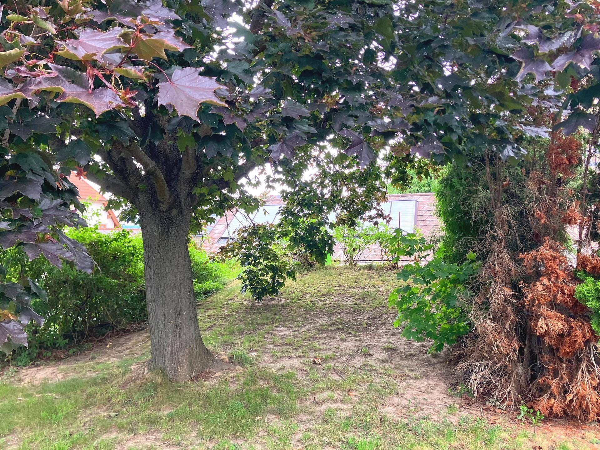 Naturbelassener Gartenbereich mit altem Baum und leichter Hanglage unter bewölktem Himmel.