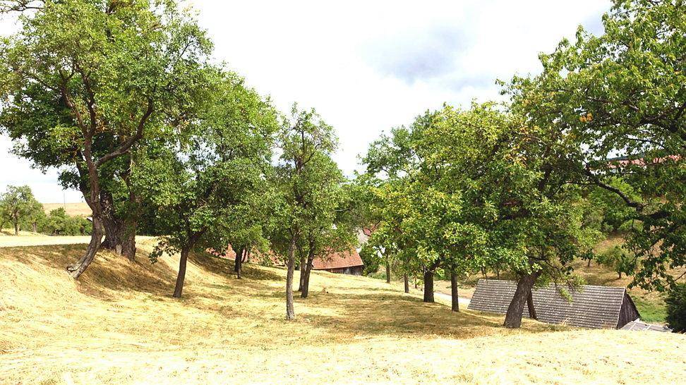 Weitläufige Landschaft mit Obstbäumen und trockener Wiese, im Hintergrund Häuser.