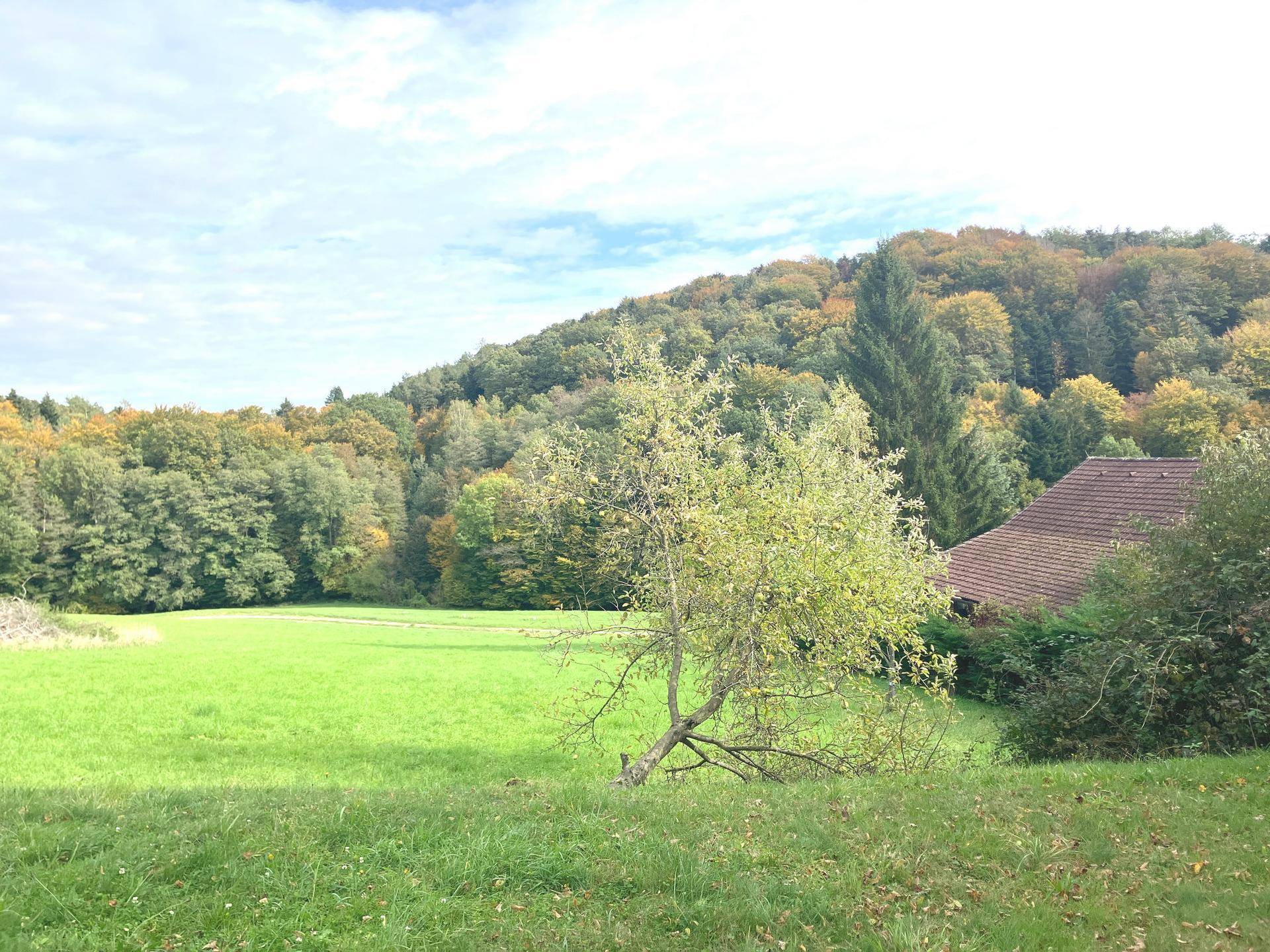 Grüne Wiese vor einem bewaldeten Hügel mit Herbstfarben und einem Hausdach am Rand.