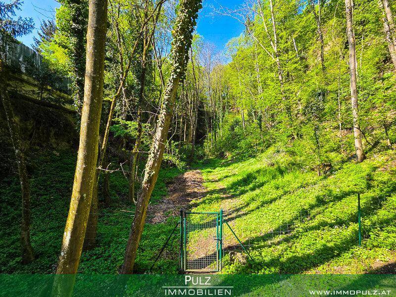 Waldweg auf dem Grundstück, umgeben von dichtem Baumbestand und grüner Natur.