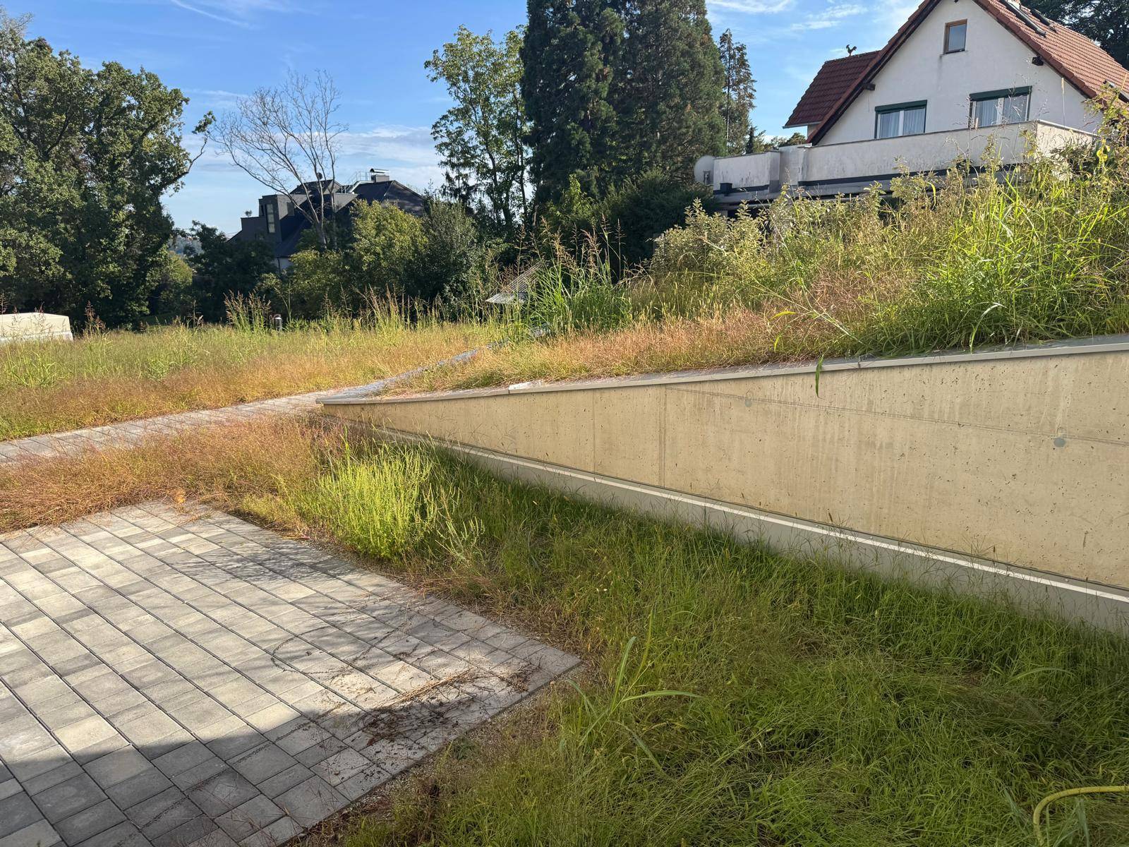 Ungepflegter Gartenbereich mit einer gepflasterten Fläche und üppiger Vegetation, umgeben von Bäumen.