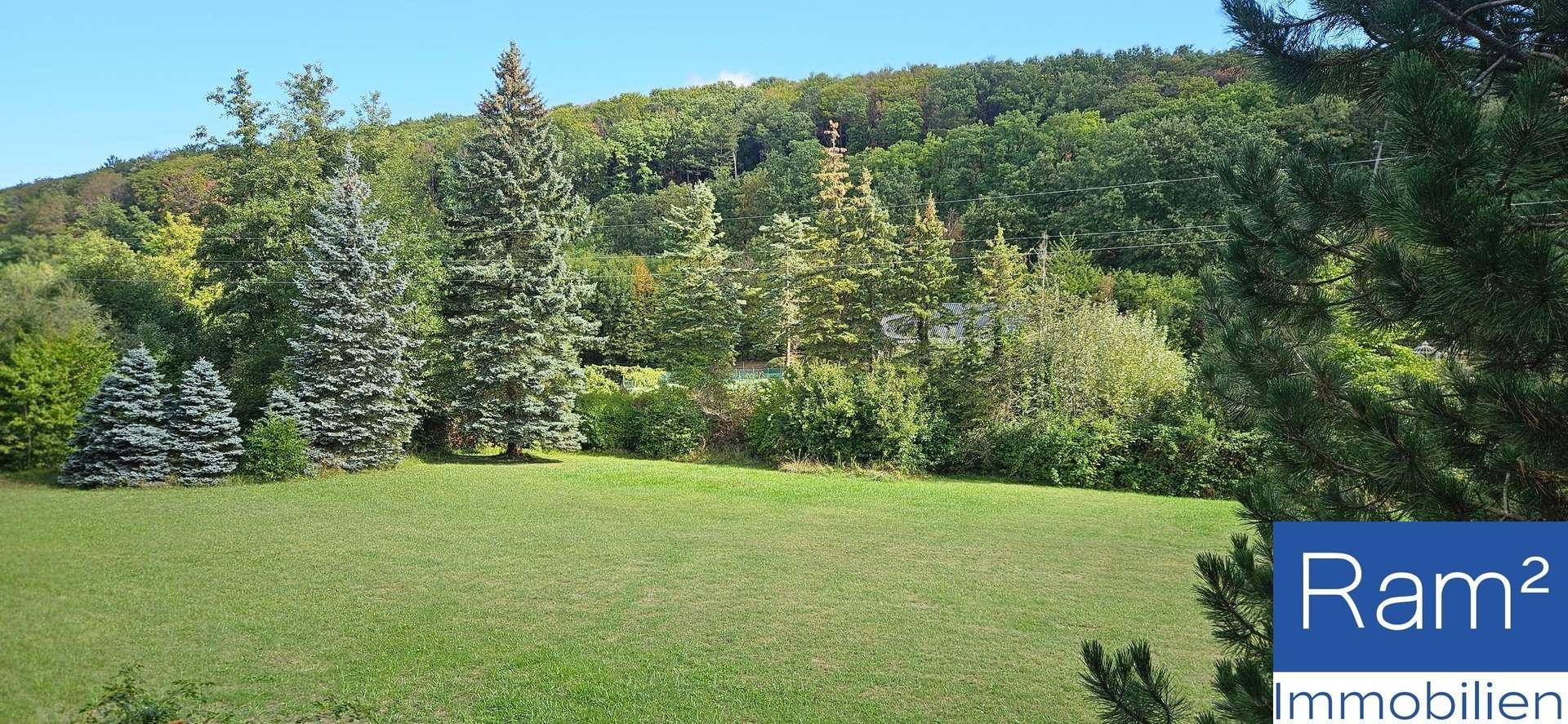 Offene Wiese mit hohen Nadelbäumen und einem bewaldeten Hang im Hintergrund.