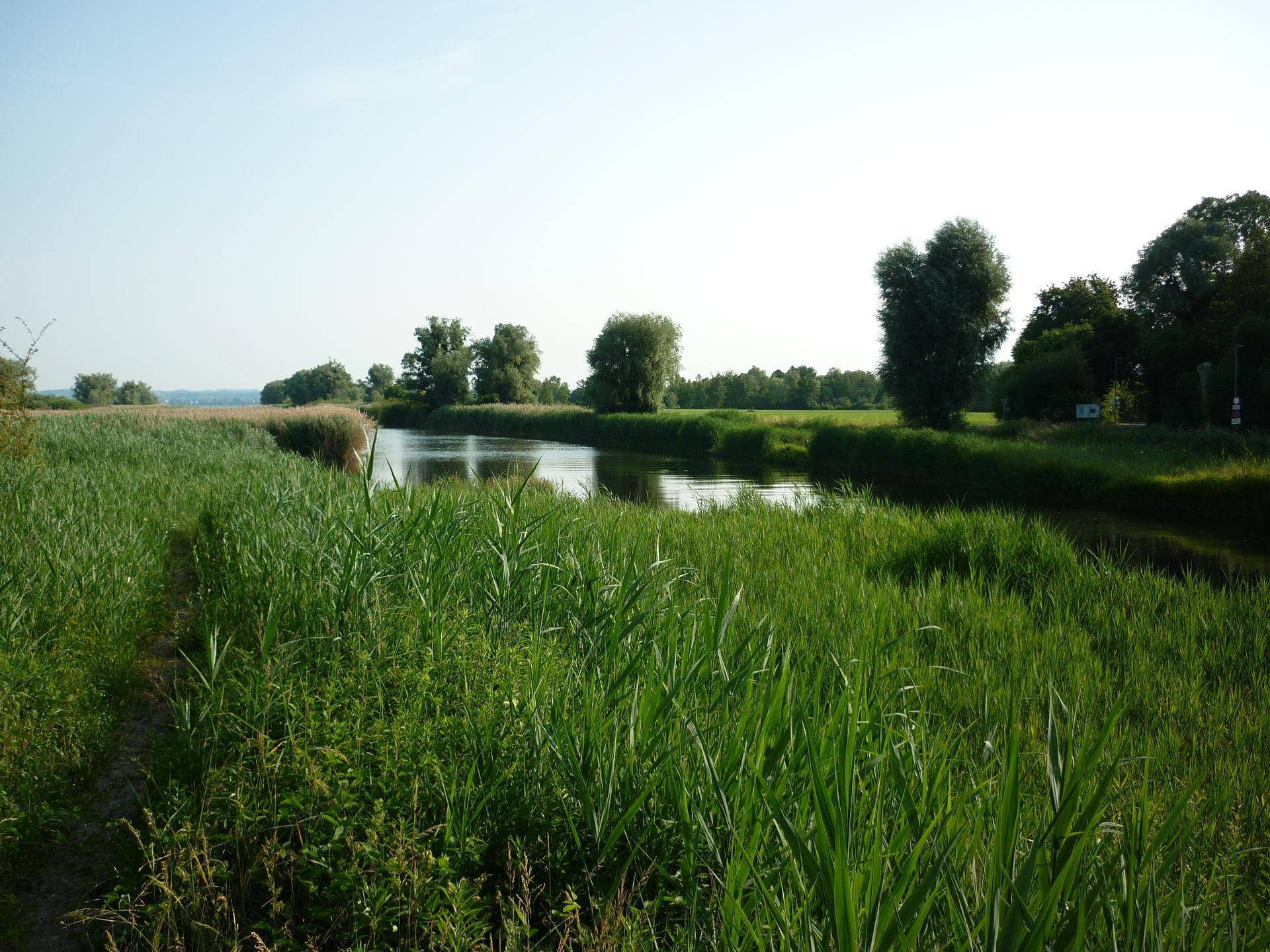 Idyllische Flusslandschaft mit üppigem Schilf und Bäumen unter klarem Himmel.