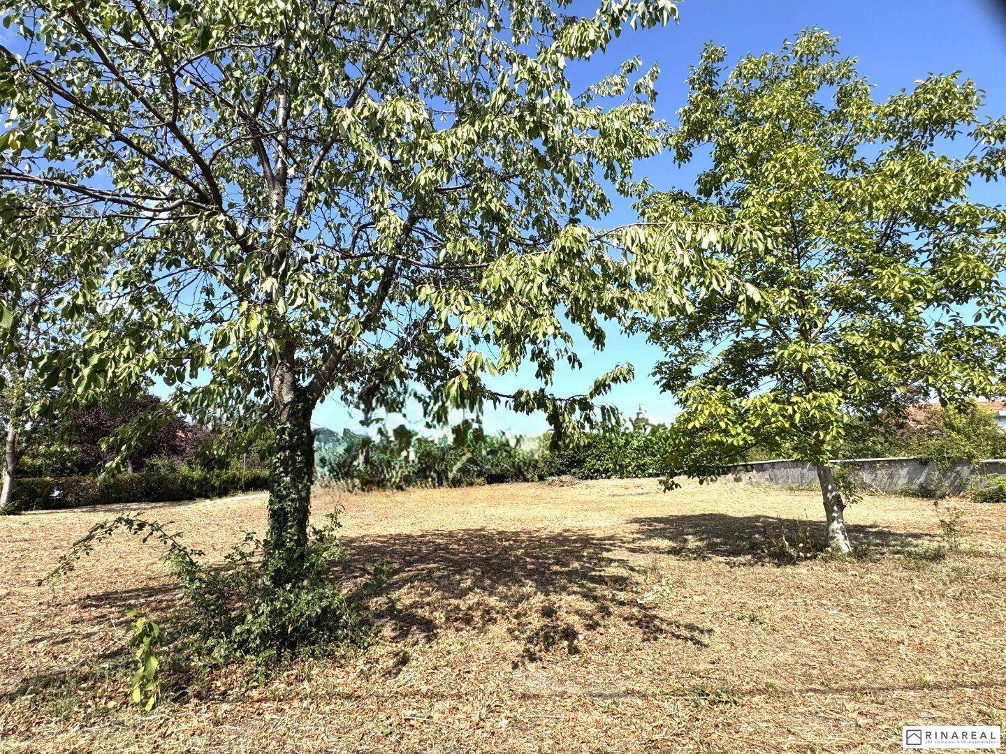 Sonniges Grundstück mit zwei Bäumen und trockenem Gras unter klarem Himmel.