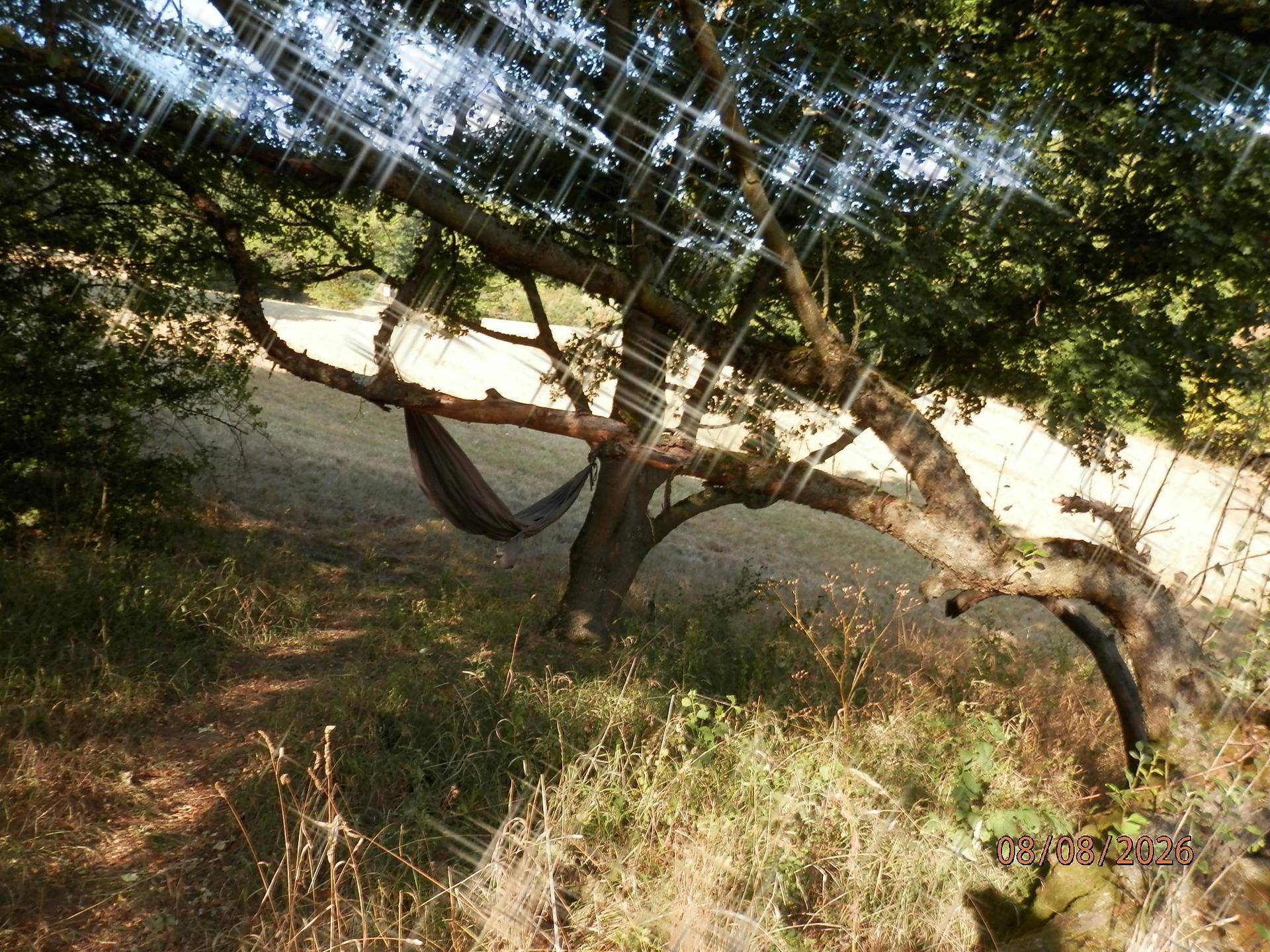 Natürlicher Gartenbereich mit Hängematte unter einem großen Baum.