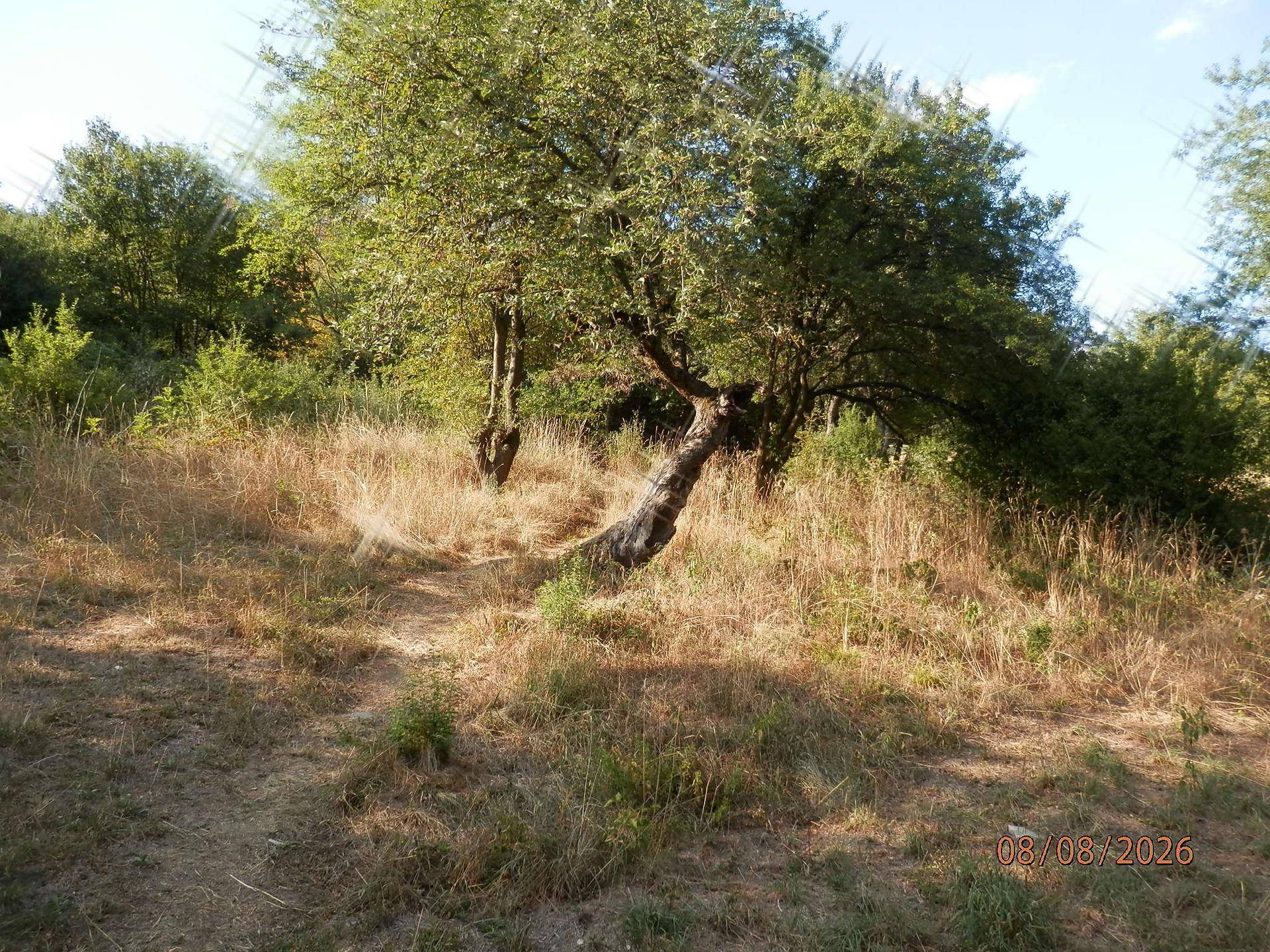 Weitläufiger Gartenbereich mit Bäumen und trockenem Gras unter blauem Himmel.