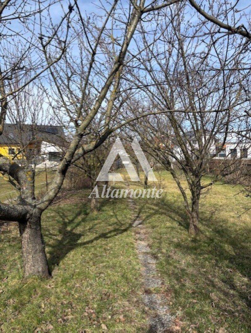 Gartenweg führt durch einen Obstgarten mit kahlen Bäumen unter blauem Himmel.