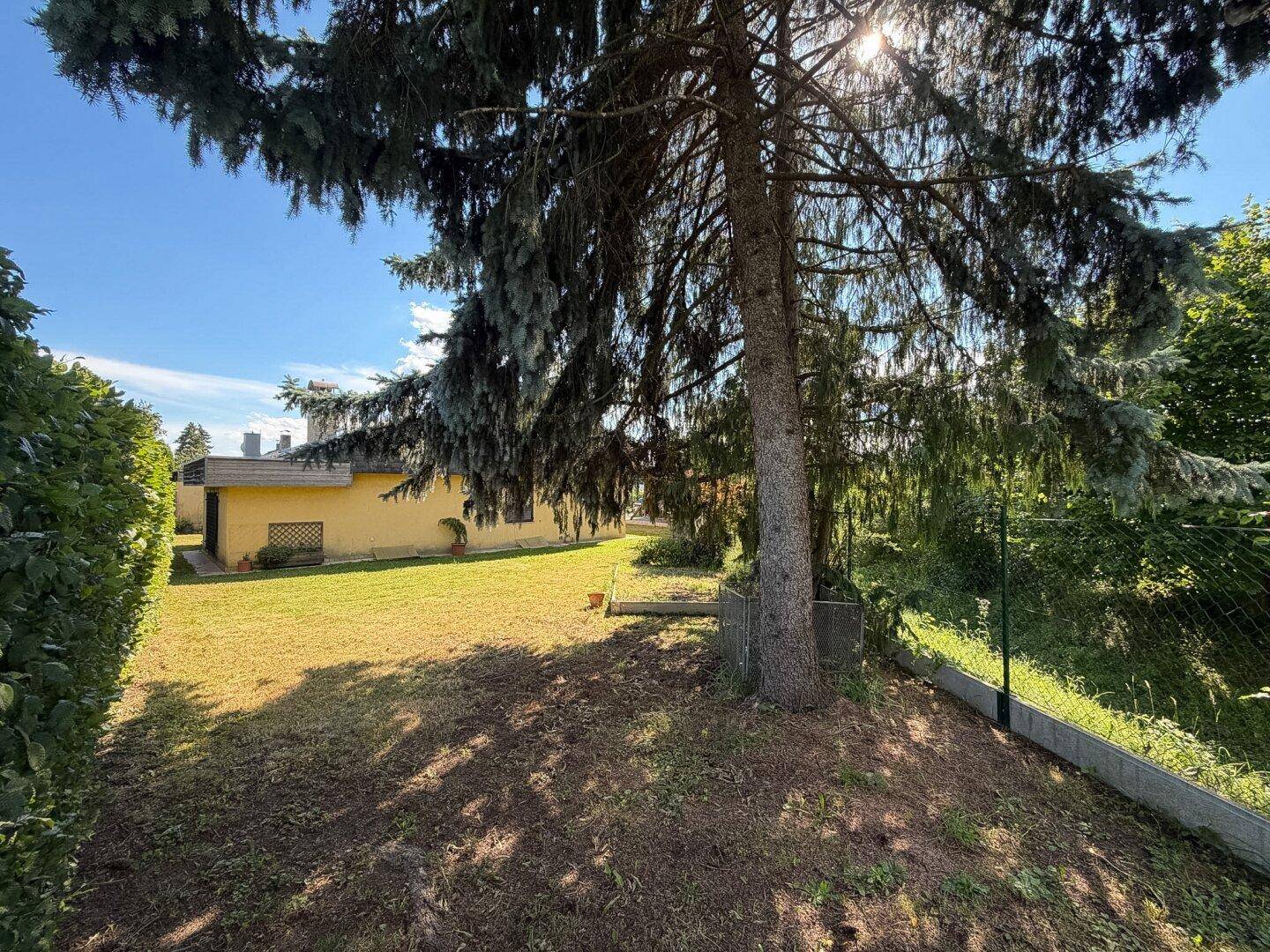 Sonnige Rasenfläche im Garten mit altem Nadelbaum und Blick auf das Haus.