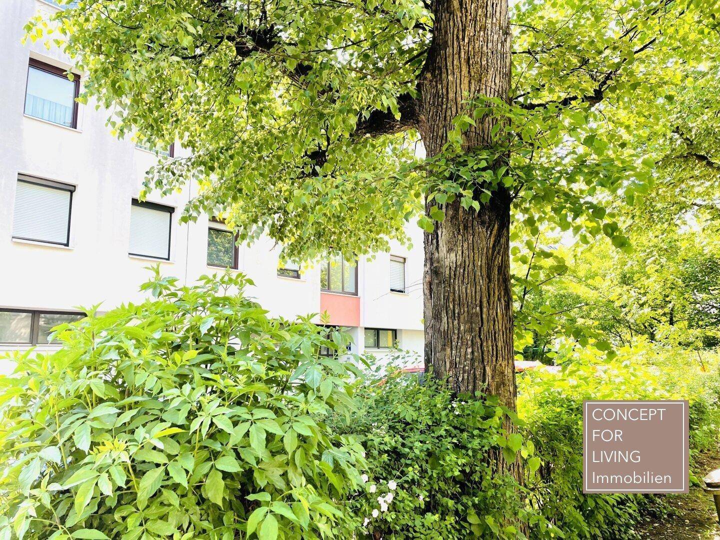 Nahaufnahme eines Baumes und einer Hecke vor der Fassade eines Wohngebäudes.